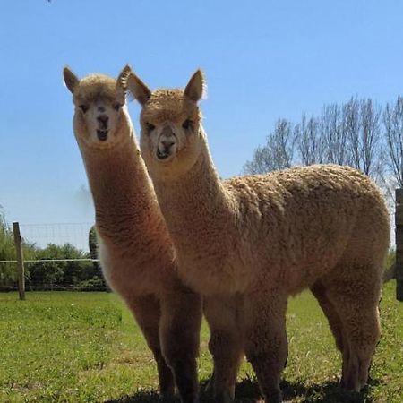 Domaine Ramonjavel, Glamping & Alpaca'S Bed and Breakfast Fongrave Eksteriør billede