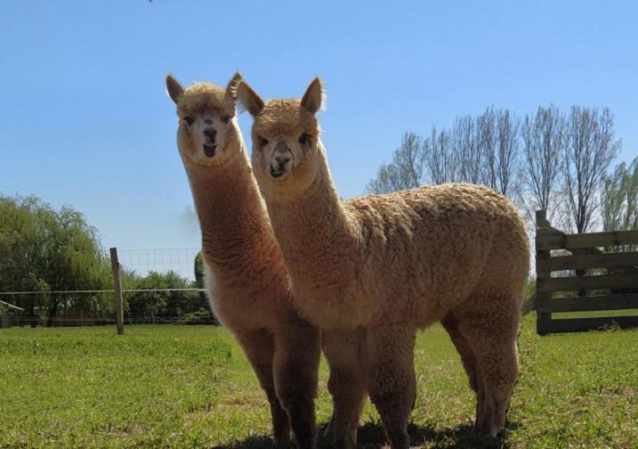 Domaine Ramonjavel, Glamping & Alpaca'S Bed and Breakfast Fongrave Eksteriør billede