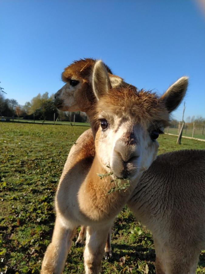 Domaine Ramonjavel, Glamping & Alpaca'S Bed and Breakfast Fongrave Eksteriør billede